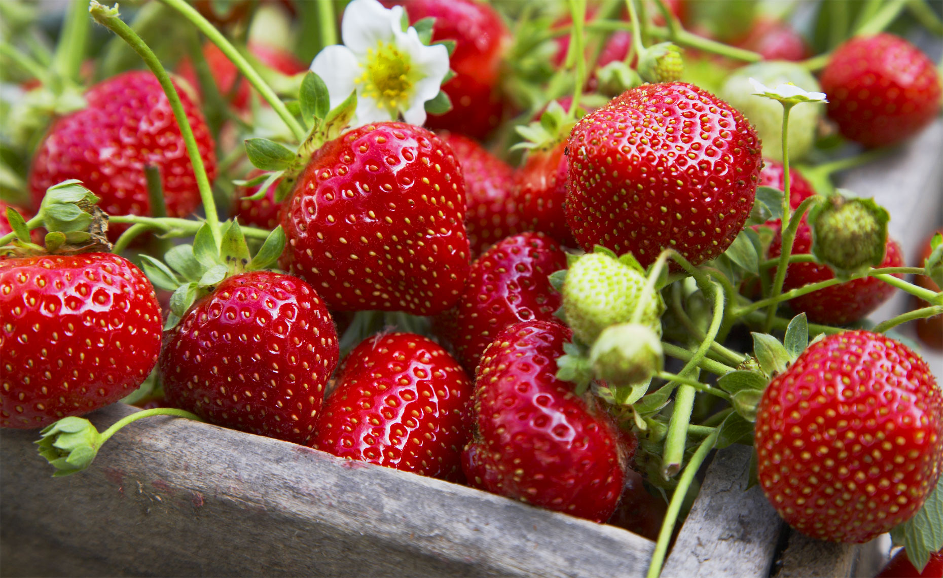 015-Strawberries2